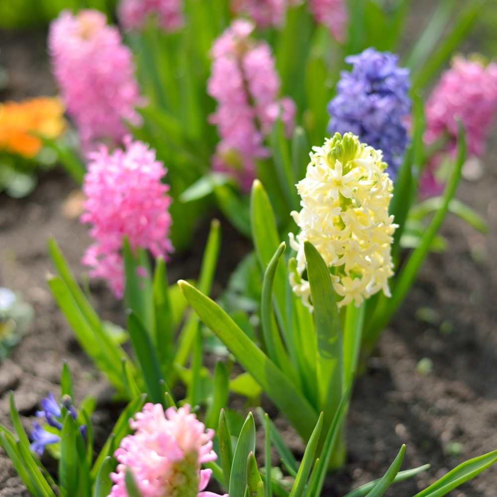 Die Hyazinthe ist in der Trauerfloristik weit mehr als nur ein Frühlingsbote. Mit ihrem intensiven Duft und ihrer strukturierten Form symbolisiert sie im Abschiedskontext von Seemann & Söhne tiefe Zuneigung, Beständigkeit und das Wiedererwachen der Erinne