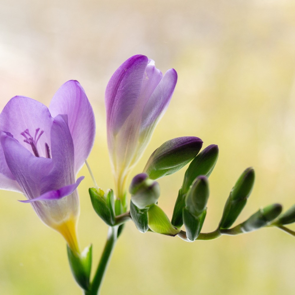 Zarter Abschiedsgruß: Seemann & Söhne berät Sie zur Symbolik der Freesie in der Hamburger Trauerfloristik – als Sinnbild für Vertrauen und Zärtlichkeit verleiht sie dem Blumenschmuck eine besonders liebevolle und persönliche Note