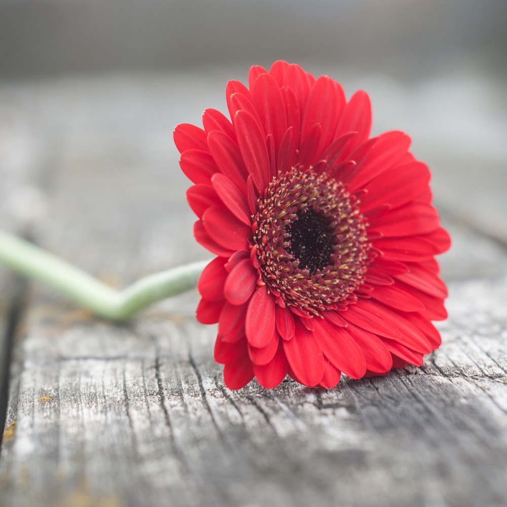 Farben des Lebens: Seemann & Söhne berät Sie zur Symbolik der Gerbera in der Trauerfloristik – als ausdrucksstarke Blume für liebevolle Kränze und Sargschmuck, die in Hamburg Trost und tiefe Zuneigung spendet
