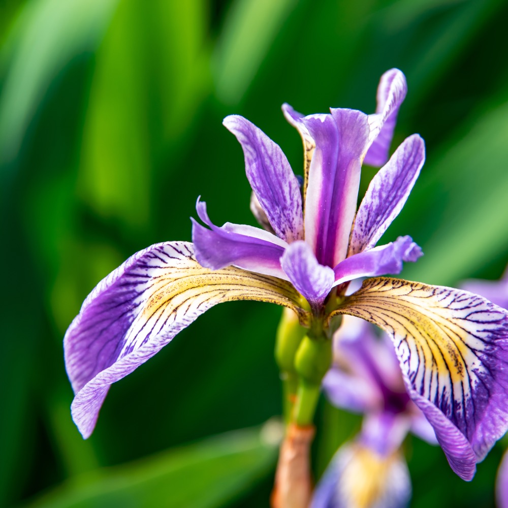 Blumen zum Abschied: Seemann & Söhne berät Sie zur Symbolik der Iris. Ihr Bestatter in den Elbvororten für persönliche Kränze & Gestecke mit tiefer Bedeutung