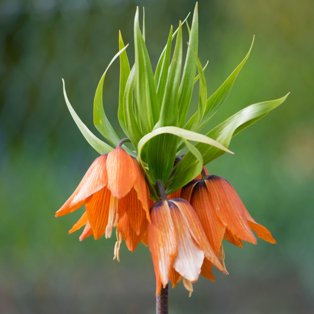 Trauerfloristik mit der Kaiserkrone bei Seemann & Söhne Hamburg: Die majestätische Blume als Zeichen der Würde & Hoffnung. Wir gestalten individuellen Grabschmuck in Blankenese & Rissen