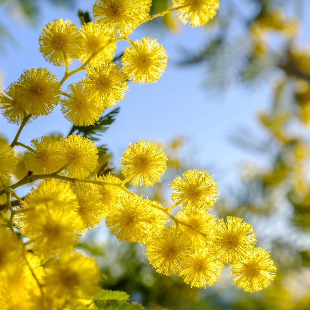 Tiefes Mitgefühl: Seemann & Söhne zeigt Ihnen die Bedeutung der Mimose für Trauerfeiern in Hamburg – als traditionelles Symbol für Sensibilität, Unschuld und das feinfühlige Gedenken an einen geliebten, schmerzlich vermissten Menschen
