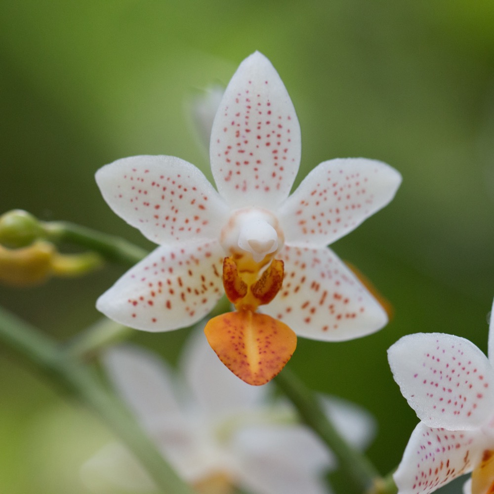 Orchideen zum Abschied: Seemann & Söhne setzt auf die Symbolik der Einzigartigkeit. Ihr Partner für würdevolle Bestattungen & florale Gestaltung in den Hamburger Elbvororten