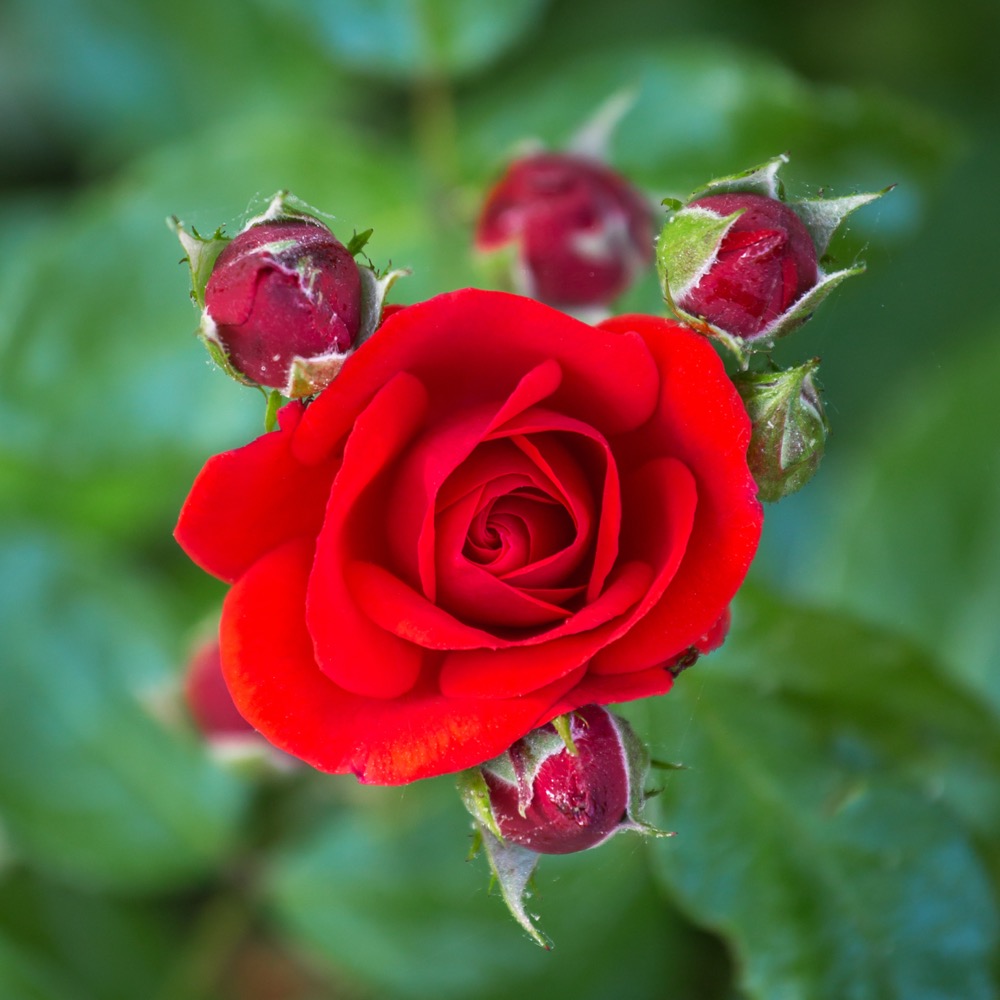 Rose