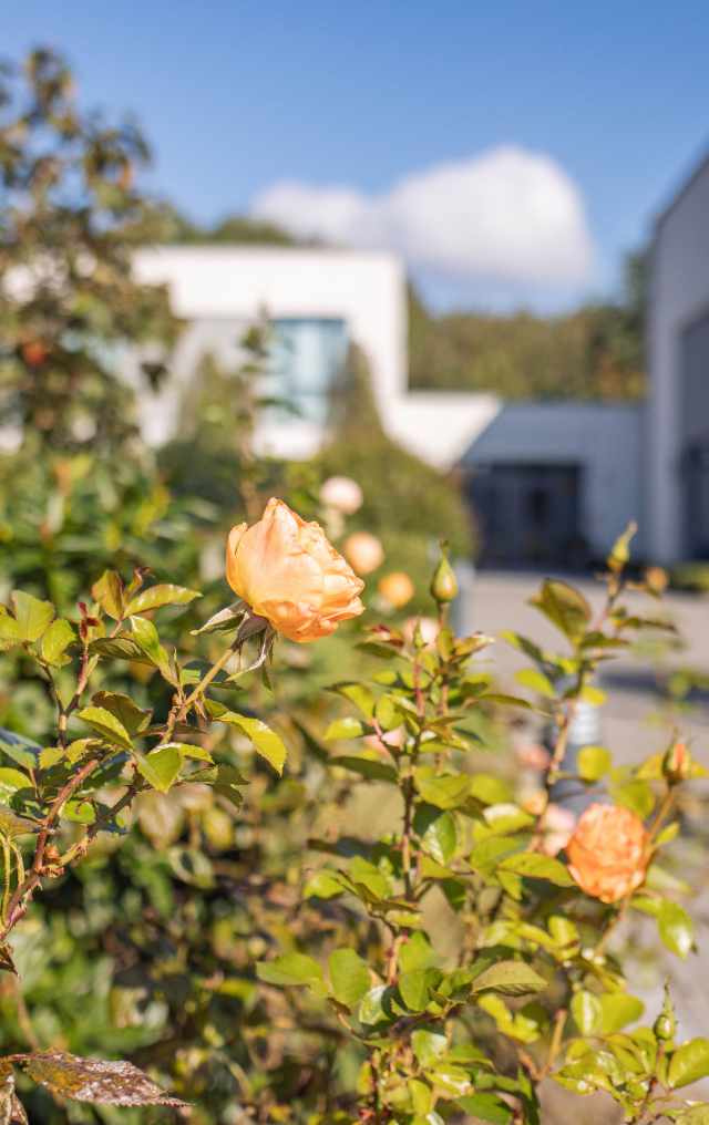 Die Rosen vor dem Trauerzentrum in Schenefeld empfangen Angehörige mit einem Zeichen der Hoffnung und schaffen bei Seemann & Söhne einen friedvollen Ort für den würdevollen Abschied